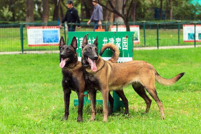 最新马犬，特点、培育与应用