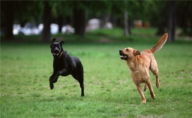 红牛犬最新价格及其相关因素探讨