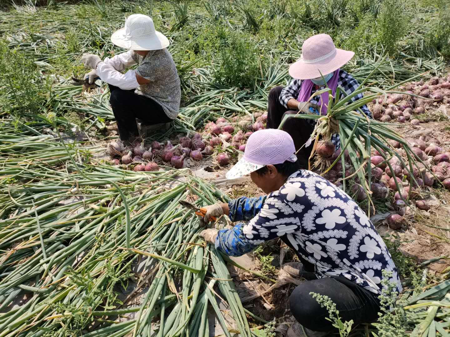 洋葱今日最新价格，市场走势与影响因素分析