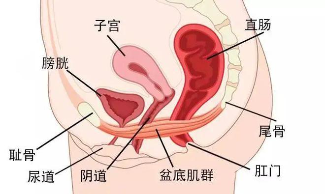 最新缩阴手术，女性盆底重建的新选择