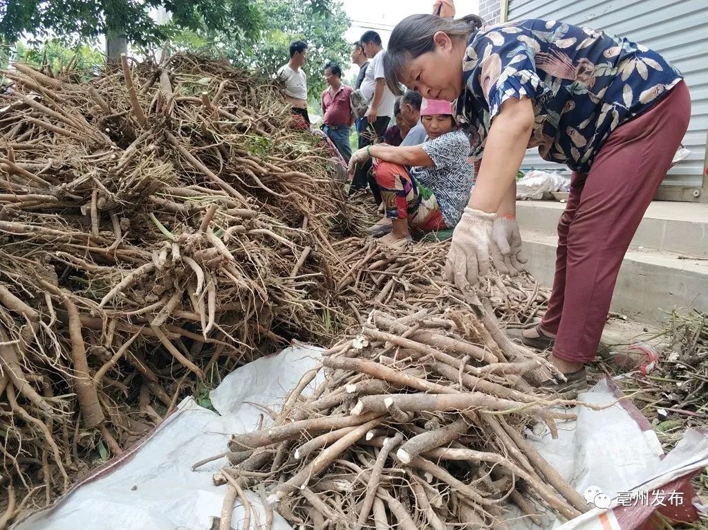 亳州鲜白芍最新价格——市场走势与产业分析